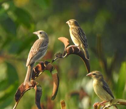 Image of Black-headed Bunting