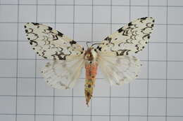 Image of Lymantria concolor Walker 1855