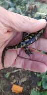 Image of Barred Tiger Salamander