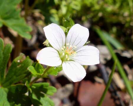 Imagem de Geranium potentilloides L'Hér. ex DC.