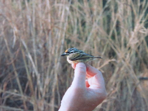 18.https www inaturalist org photos 6541900.580x360