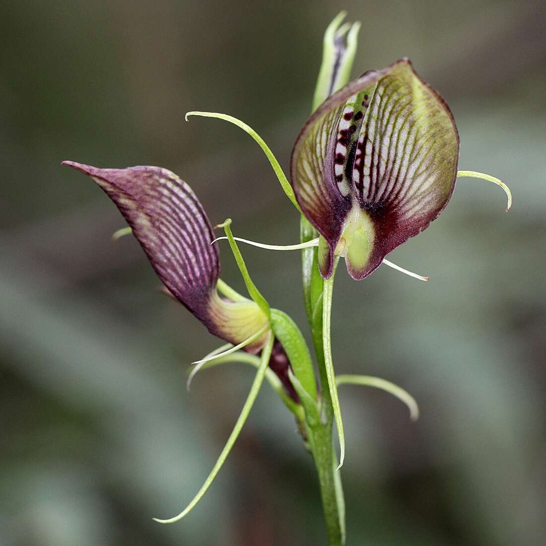 Image of Bonnet orchid