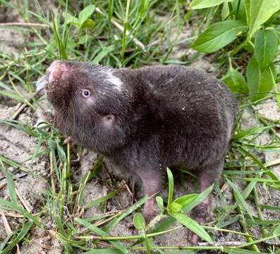 Image of Damaraland mole rat