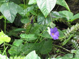 Image of Thunbergia battiscombei Turrill