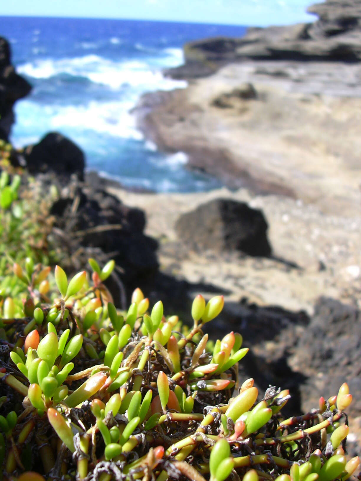 Plancia ëd Sesuvium portulacastrum (L.) L.