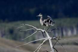 Image of Great Blue Heron