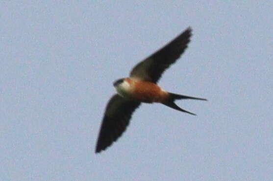 Image of Mosque Swallow