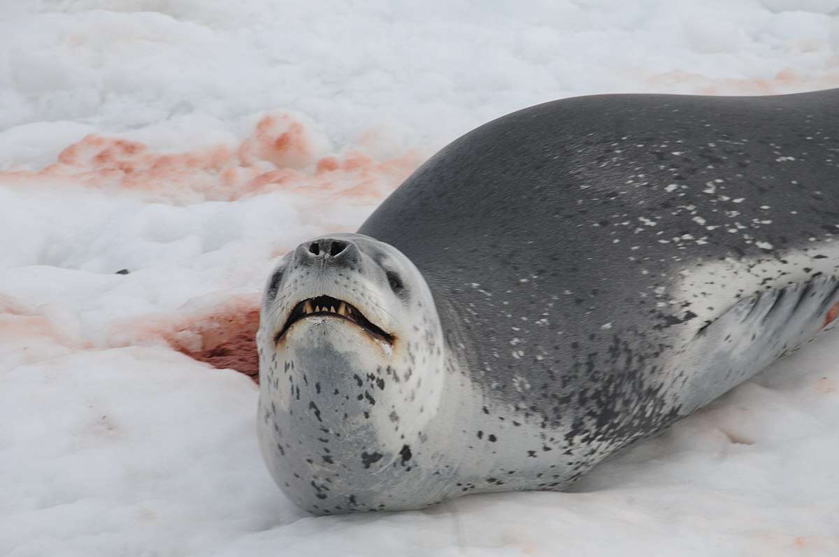 Image of leopard seal