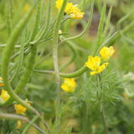 Image of Hypecoum procumbens L.