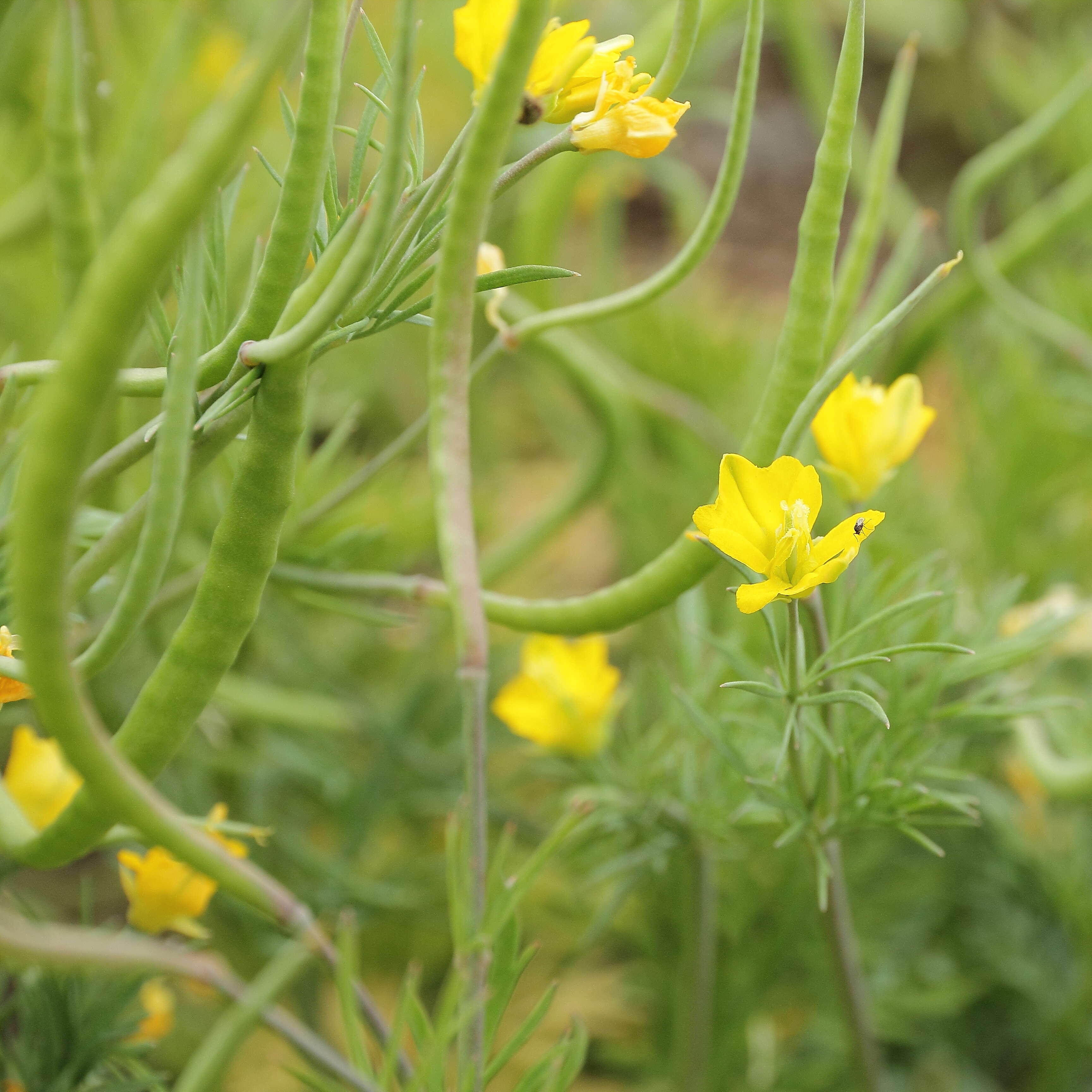 Image of Hypecoum procumbens L.