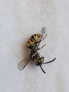 Image of Common wasp