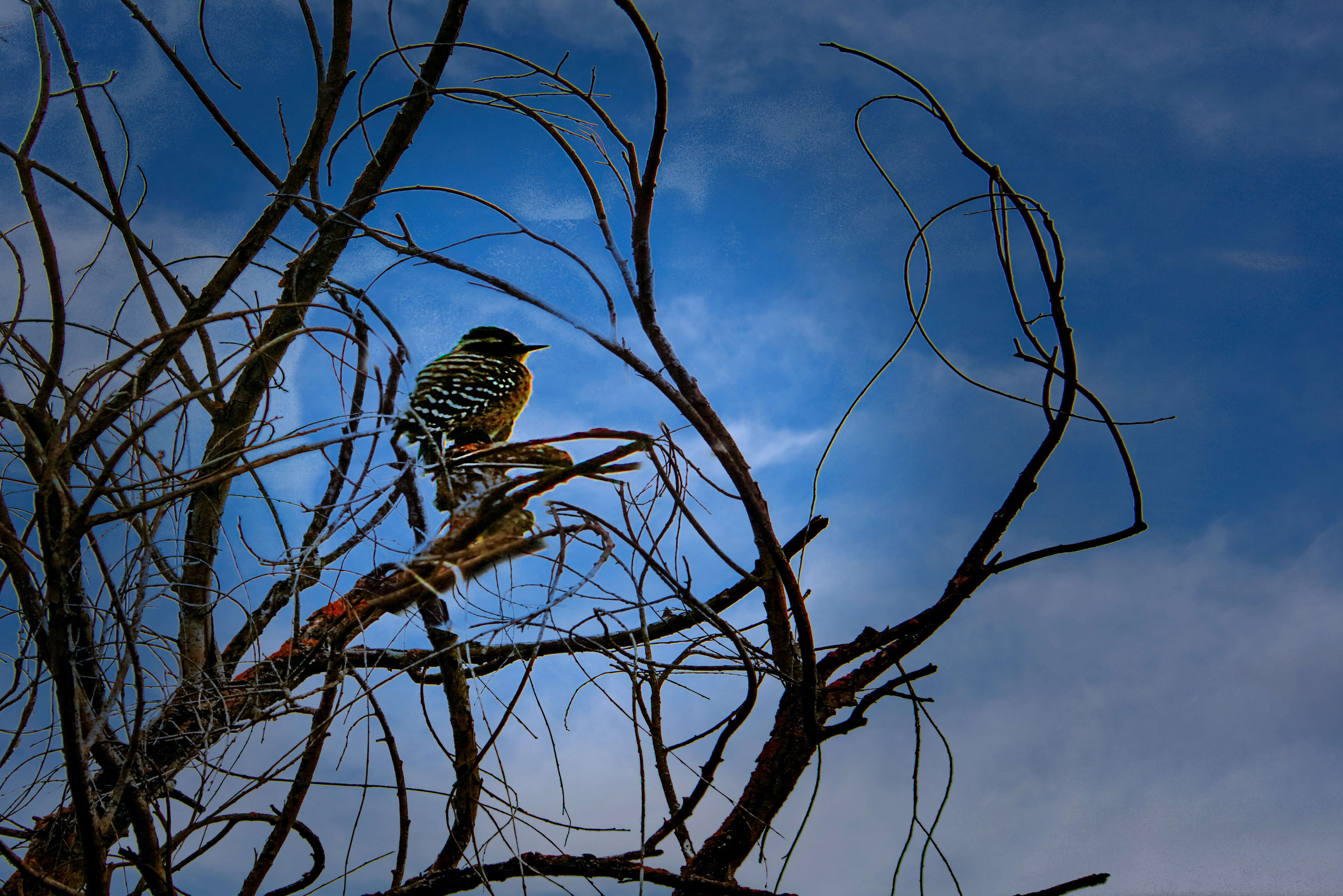 Image of Nuttall's Woodpecker