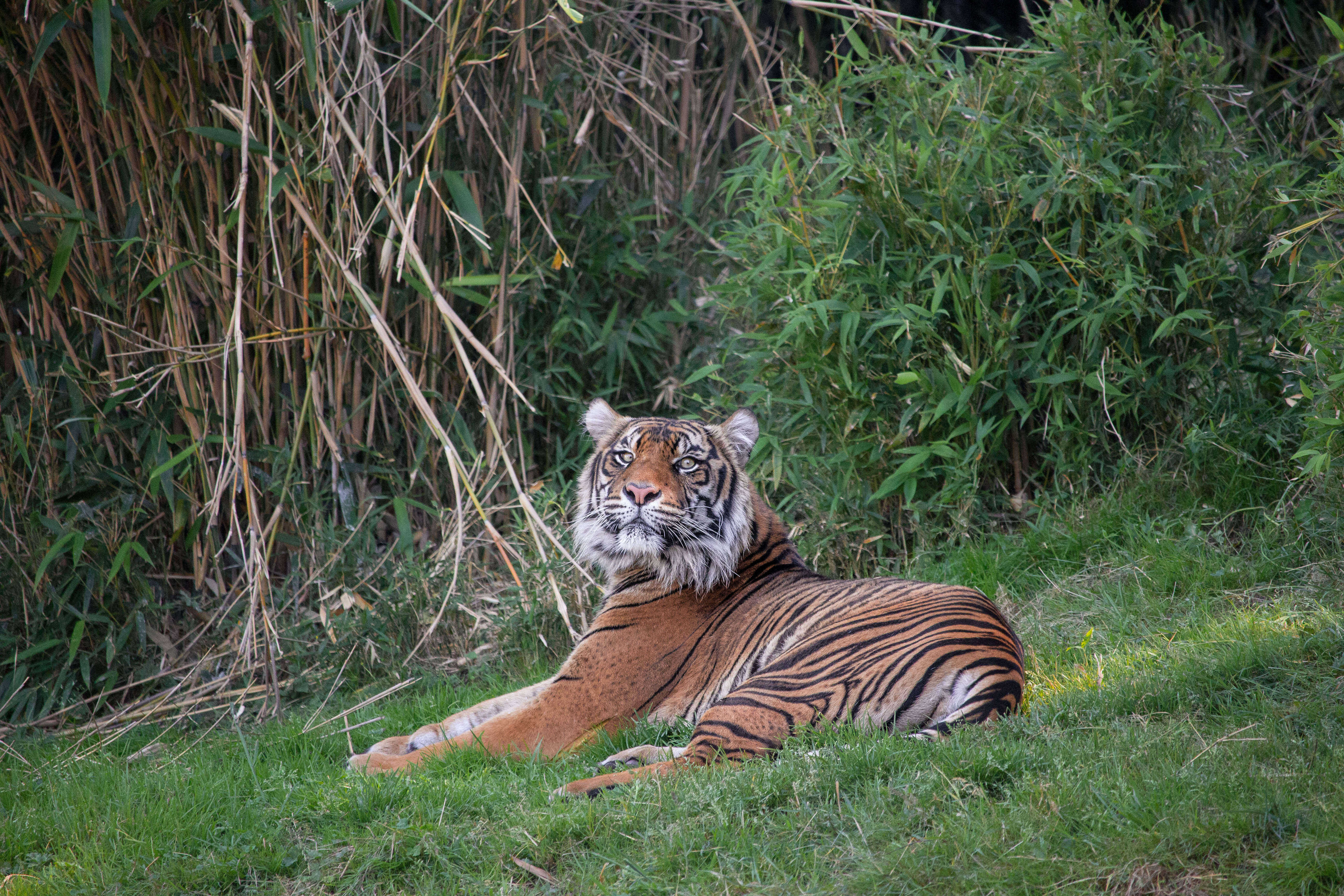 Image of Javan Tiger