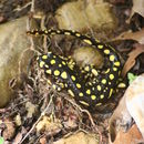Image of Azerbaijan Newt