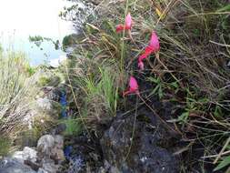 Image of Red Disa