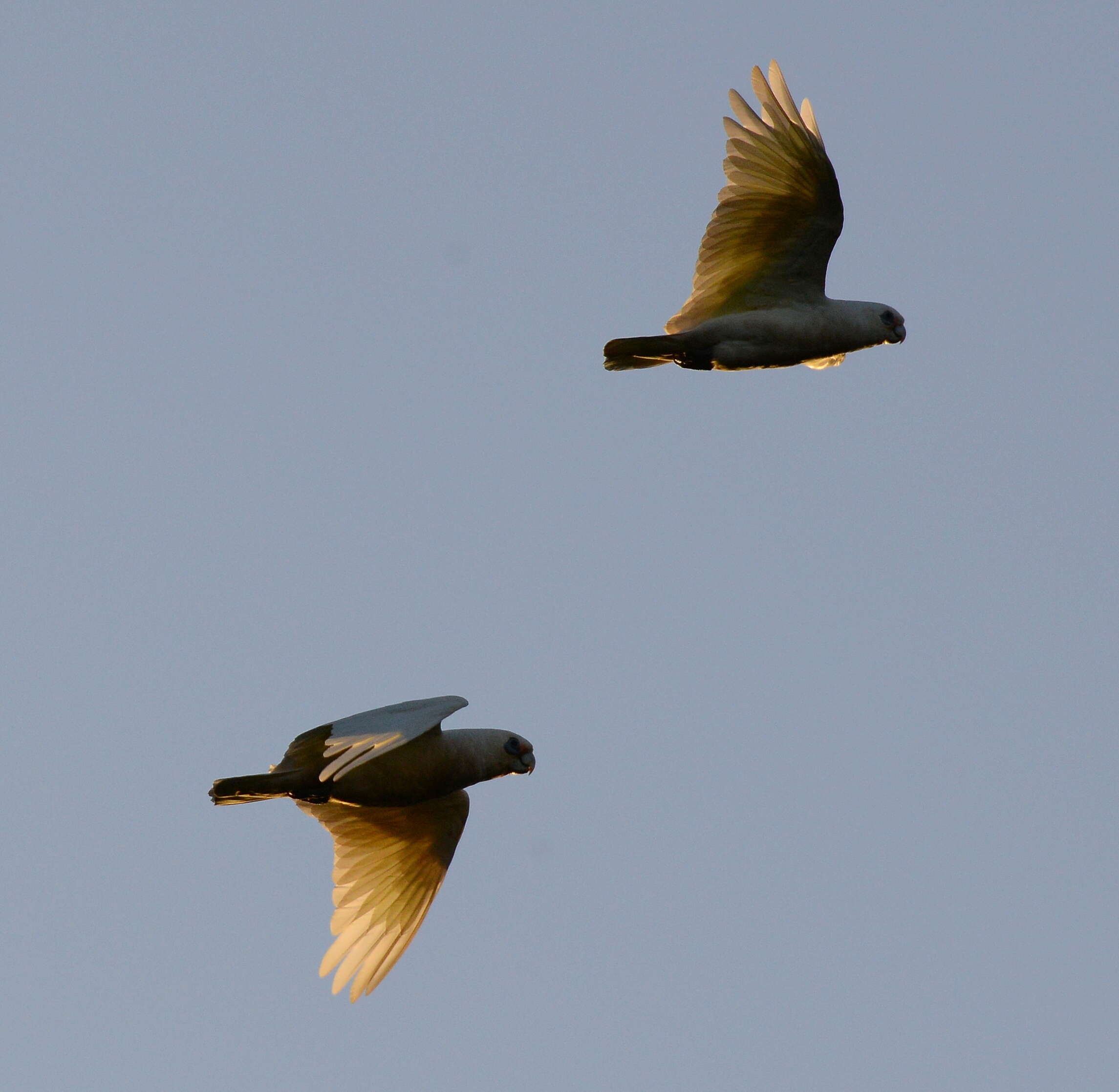 Image of Little Corella