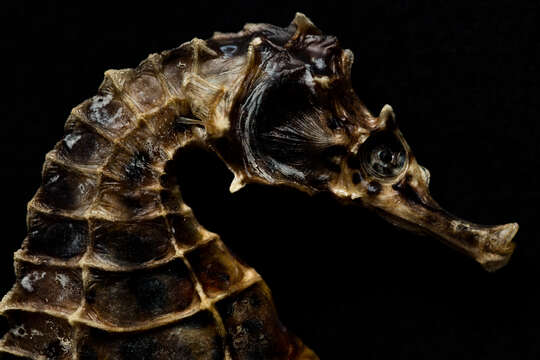 Image of Big-belly Seahorse