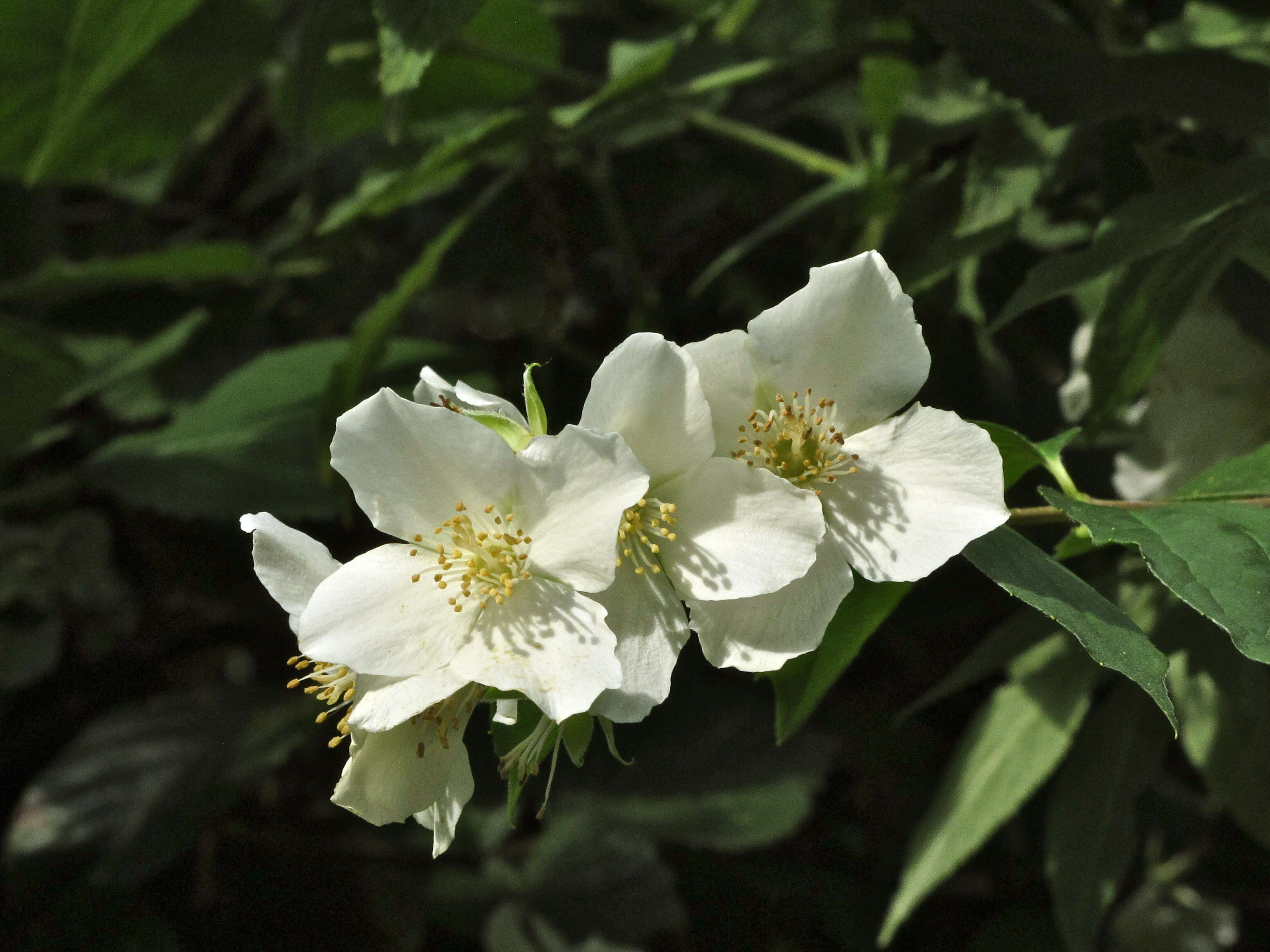 Image of sweet mock orange