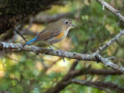 Image de Robin de l’Himalaya