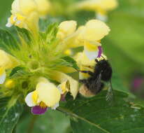 Plancia ëd Bombus wurflenii Radoszkowski 1860