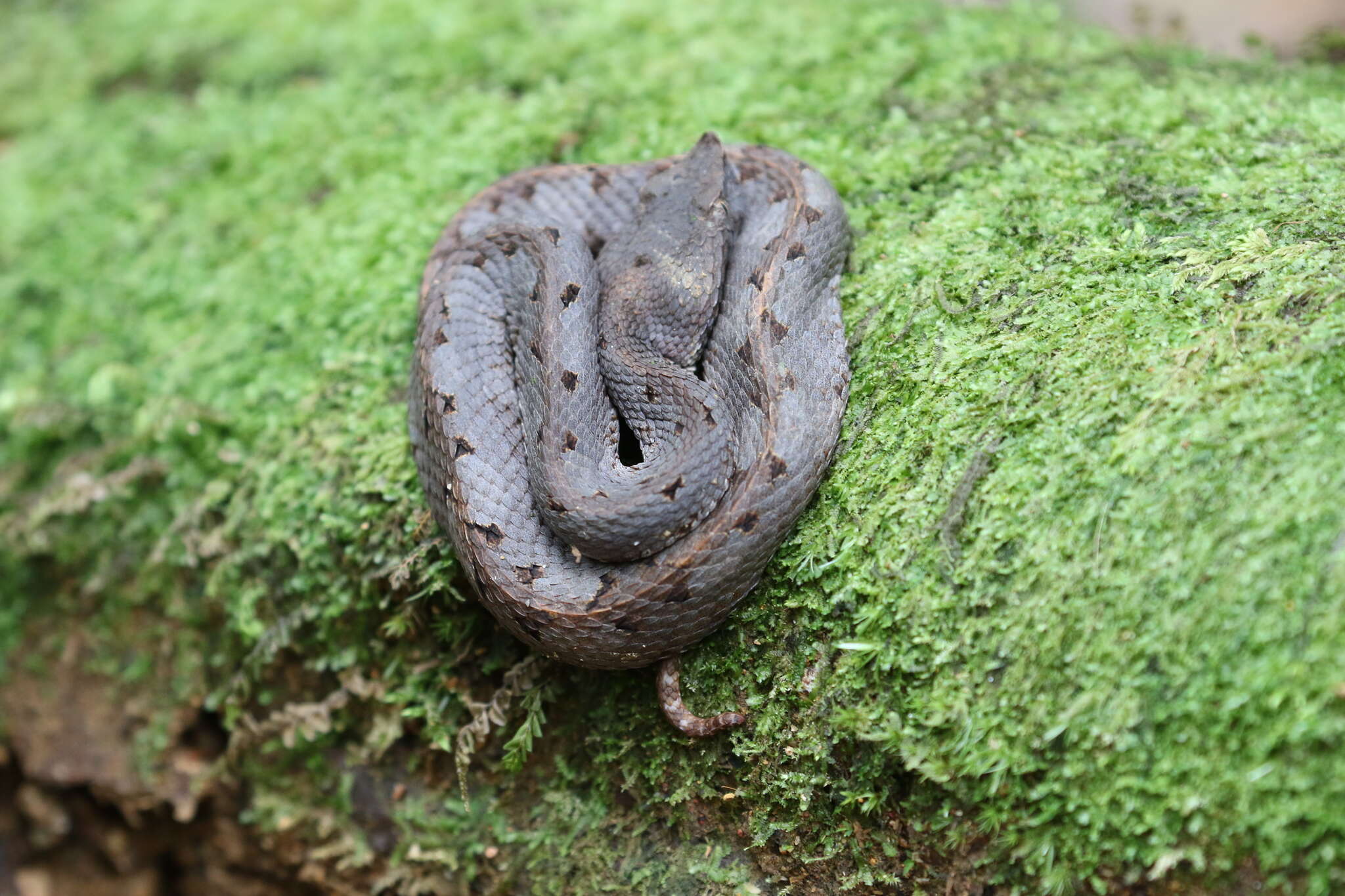 Image of Hognosed Pit Viper