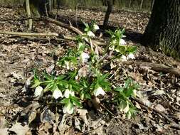 Image of lenten-rose