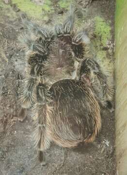 Image of Pinktoe tarantula