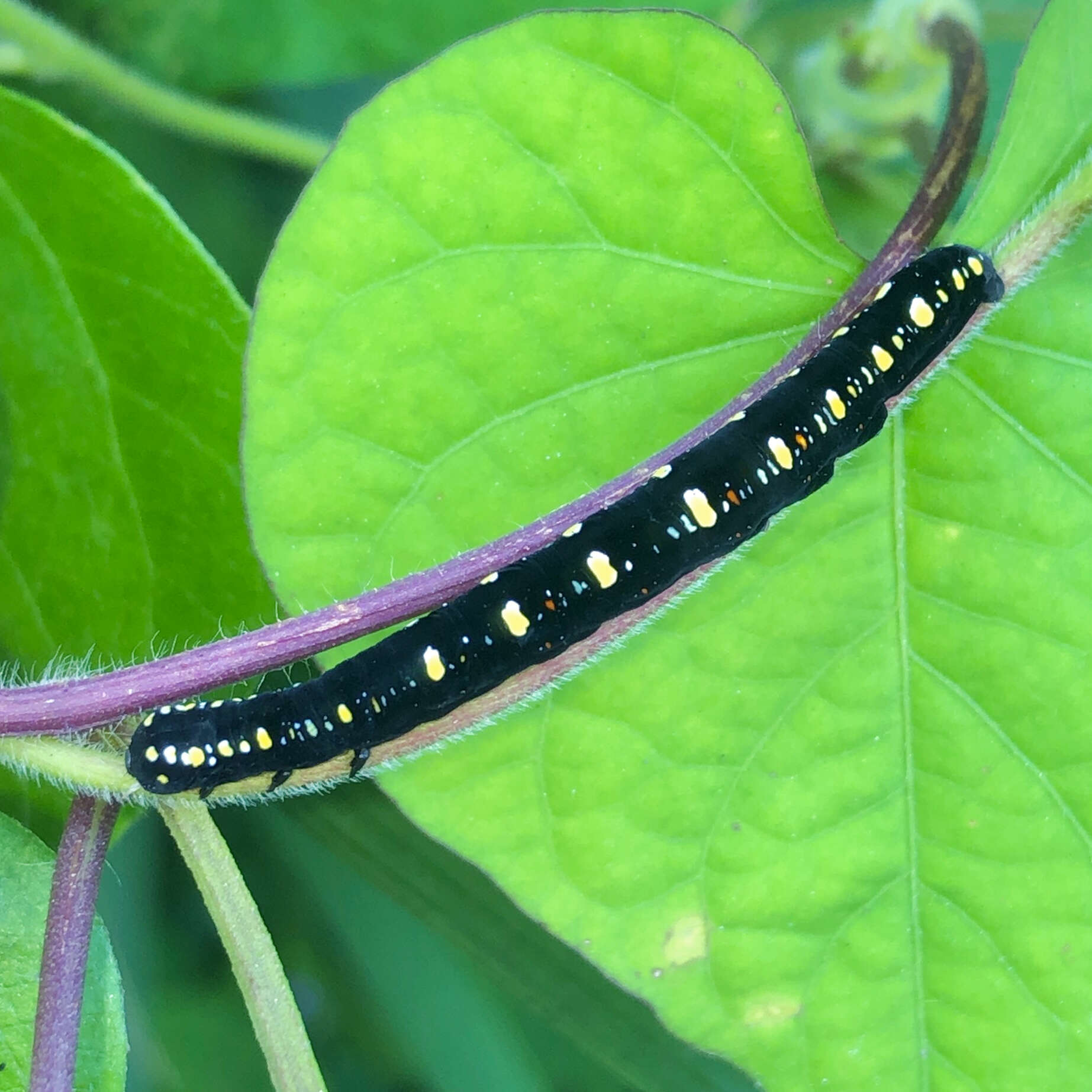 Image of Oraesia emarginata Fabricius 1794