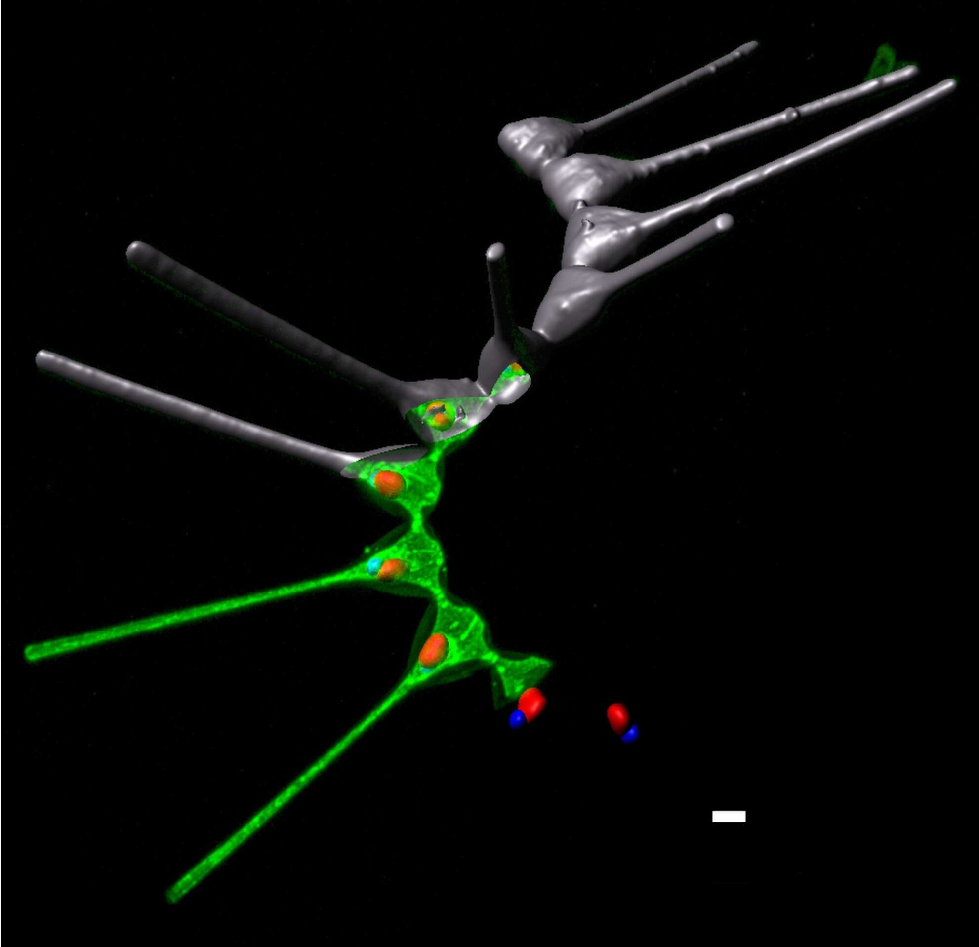 Image of Bacillariophyceae