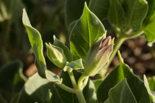 Image de Mirabilis multiflora (Torr.) Gray