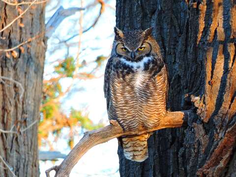 Image of Great Horned Owl