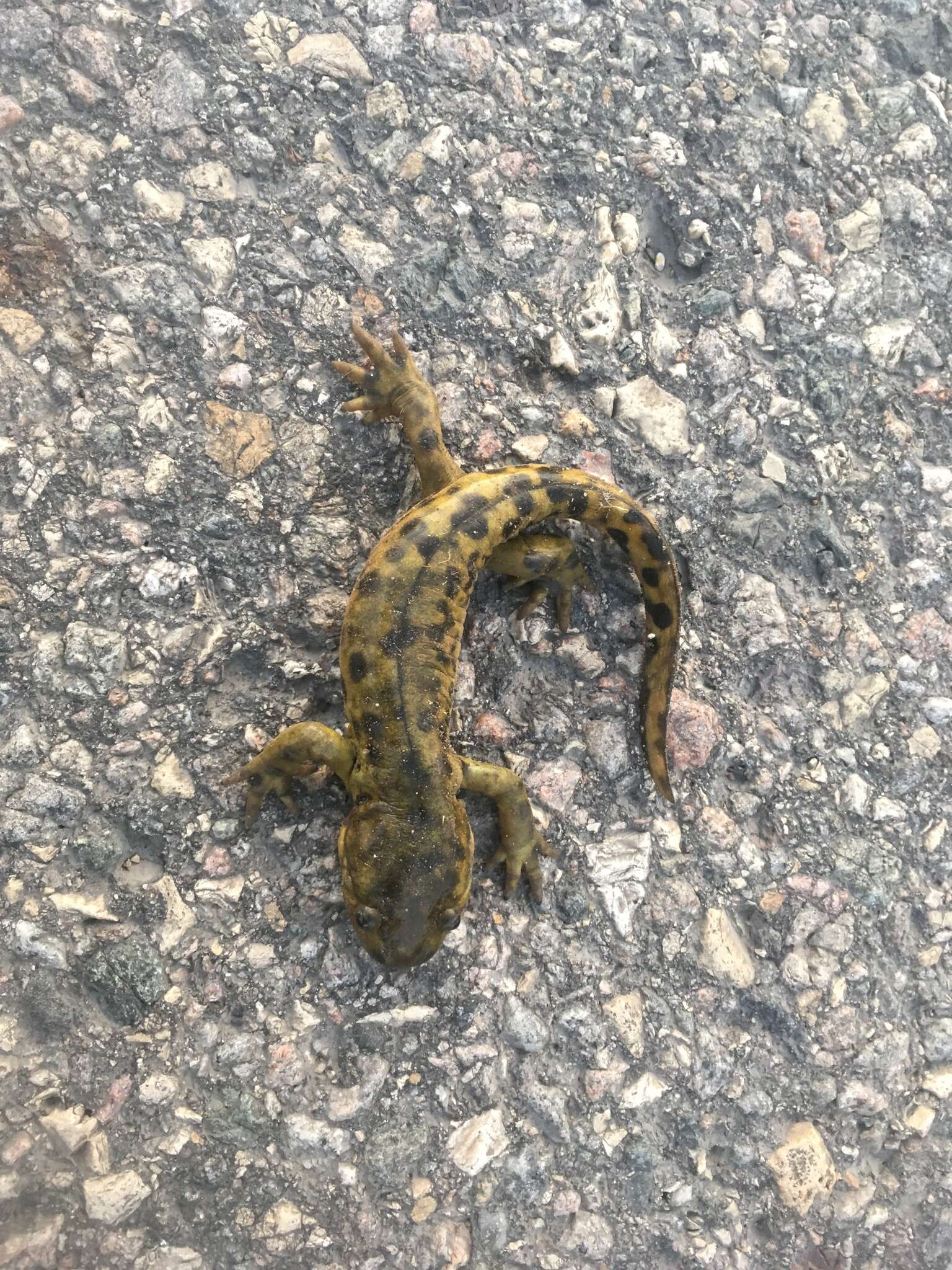 Image of Barred Tiger Salamander