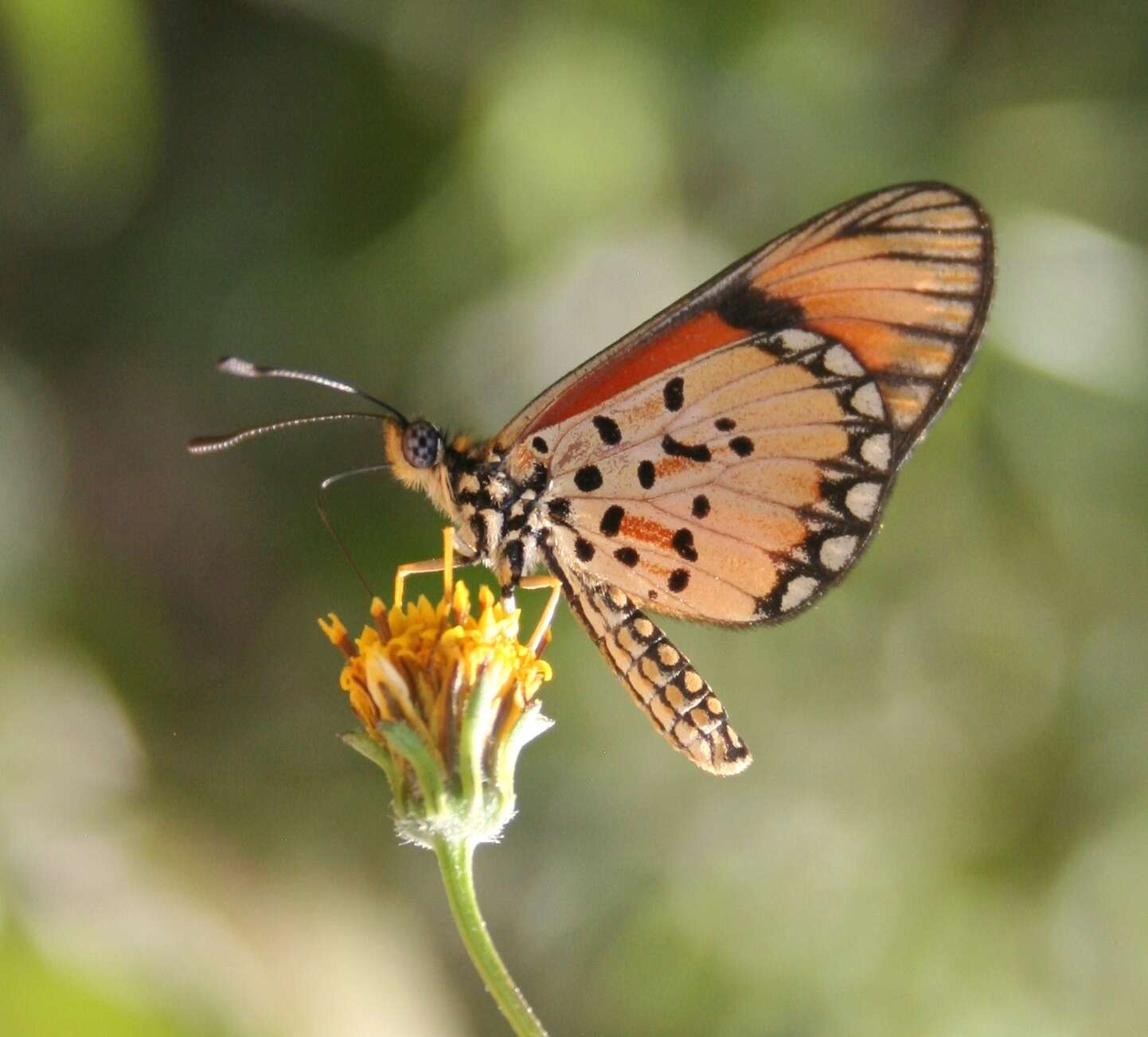 Image of Acraea eponina Cramer 1780