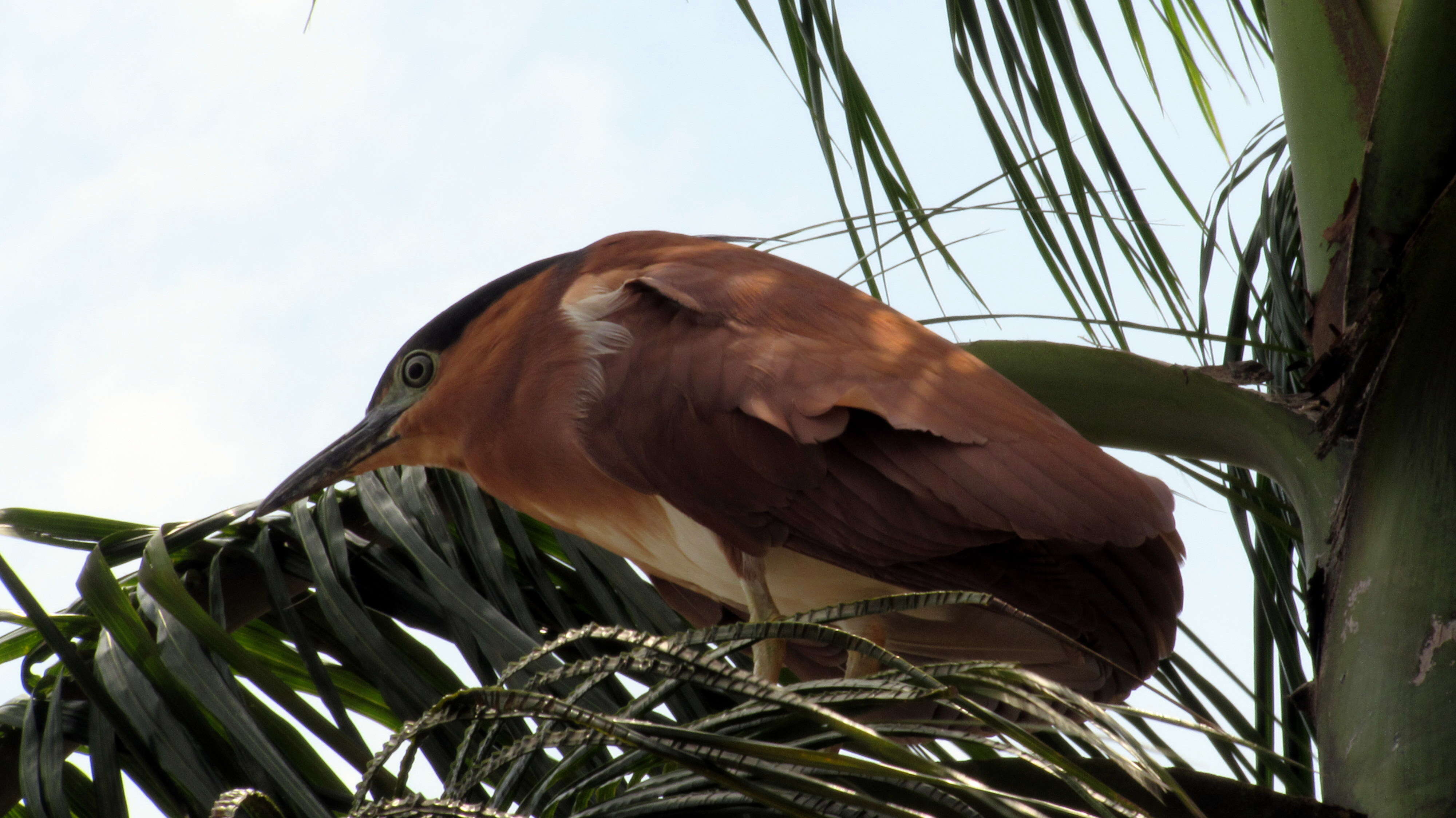 Image of Nankeen Night Heron