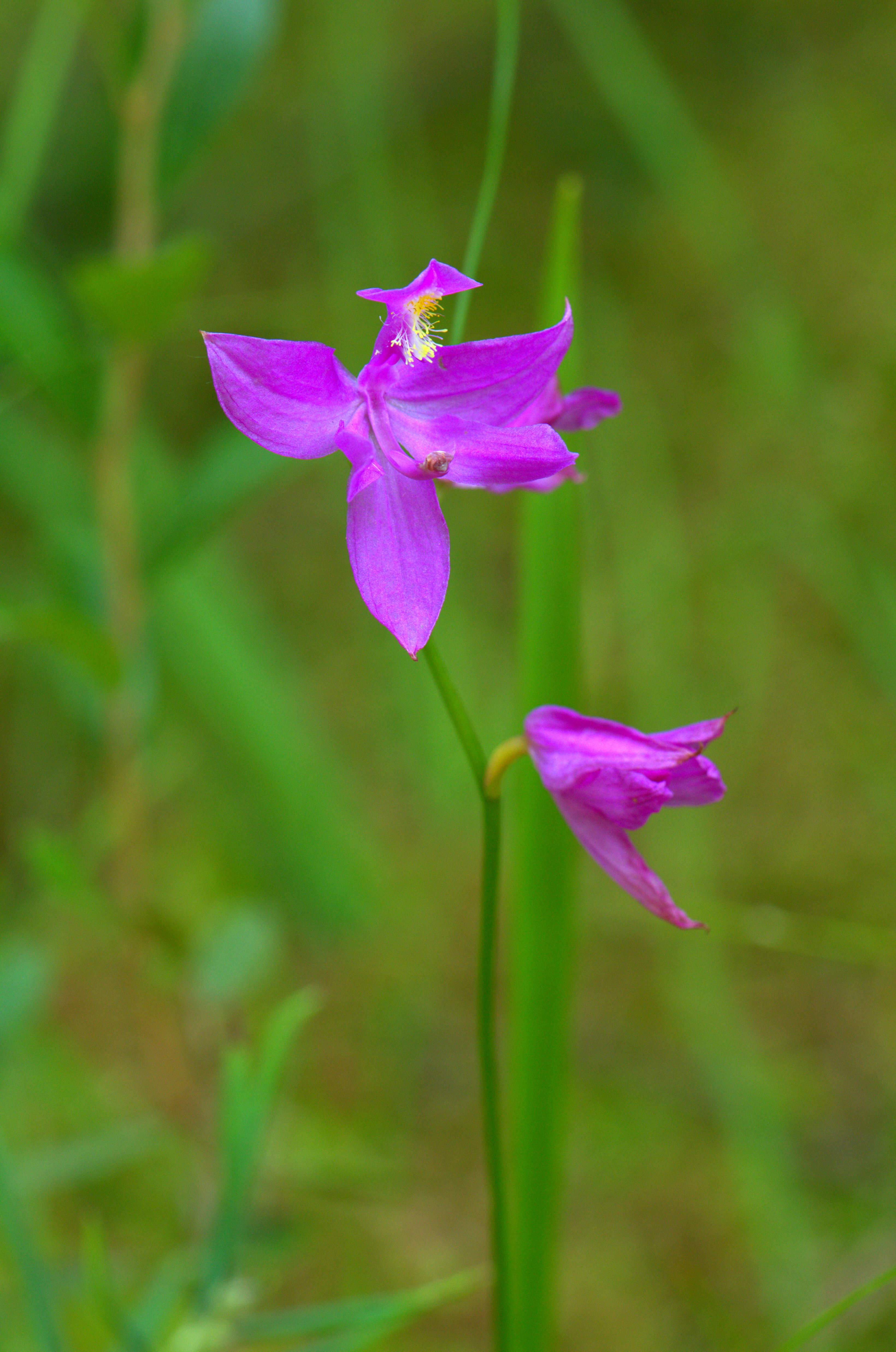 Image of tuberous grasspink