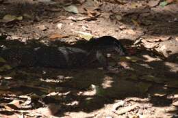 Image of Varanus palawanensis Koch, Gaulke & Böhme 2010