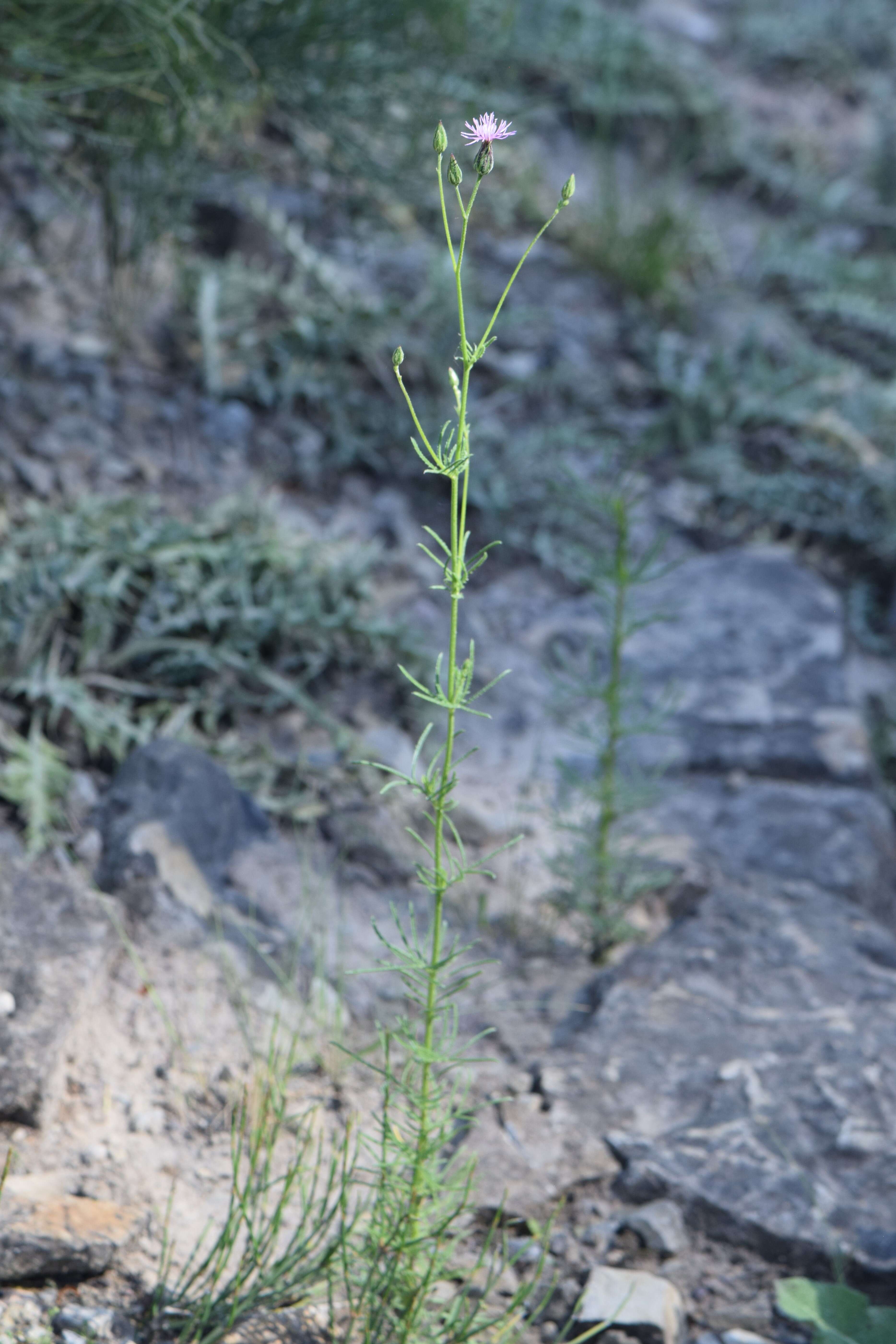 Plancia ëd Crupina vulgaris (Pers.) Cass.