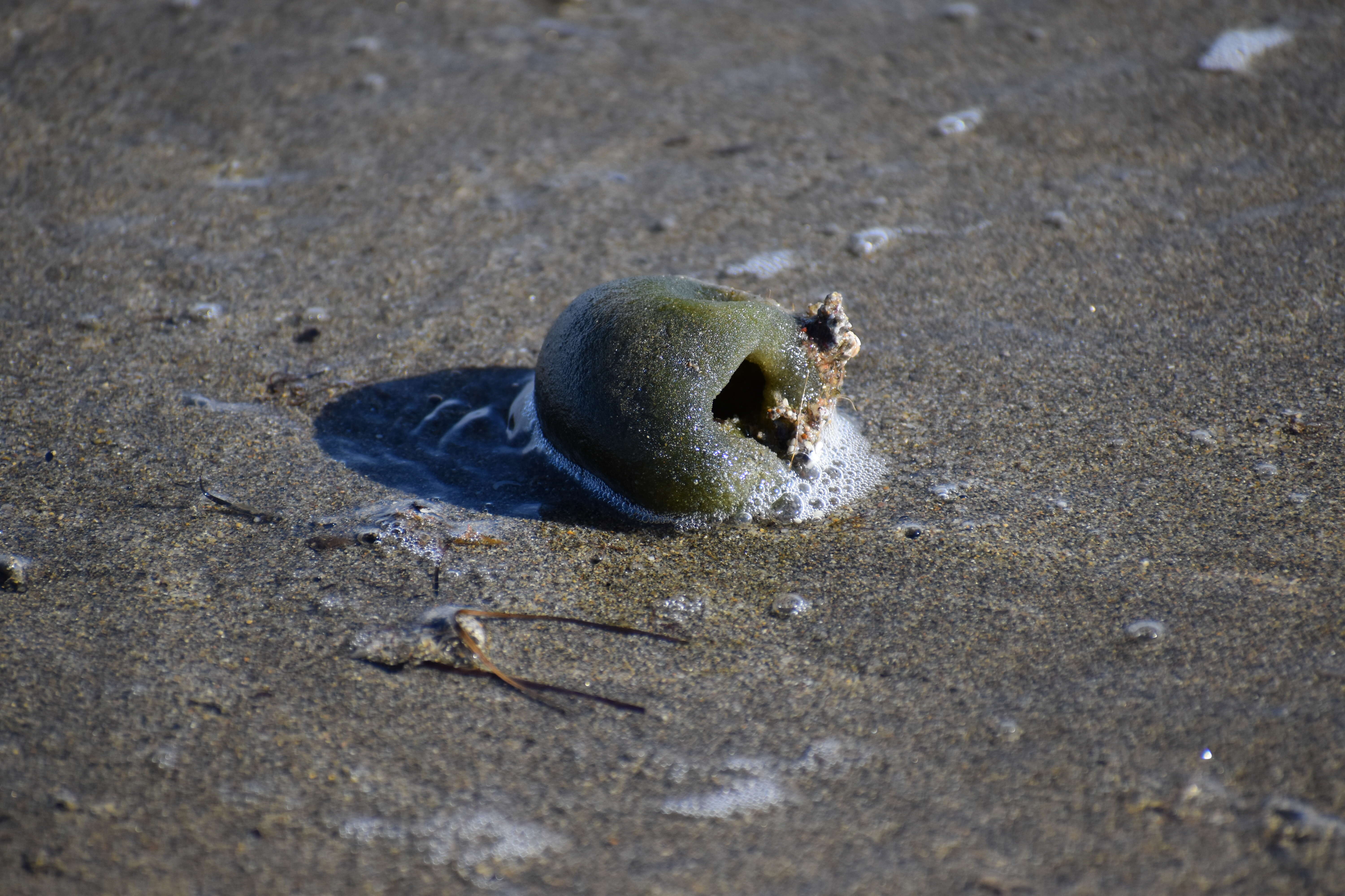 Image of Codium bursa