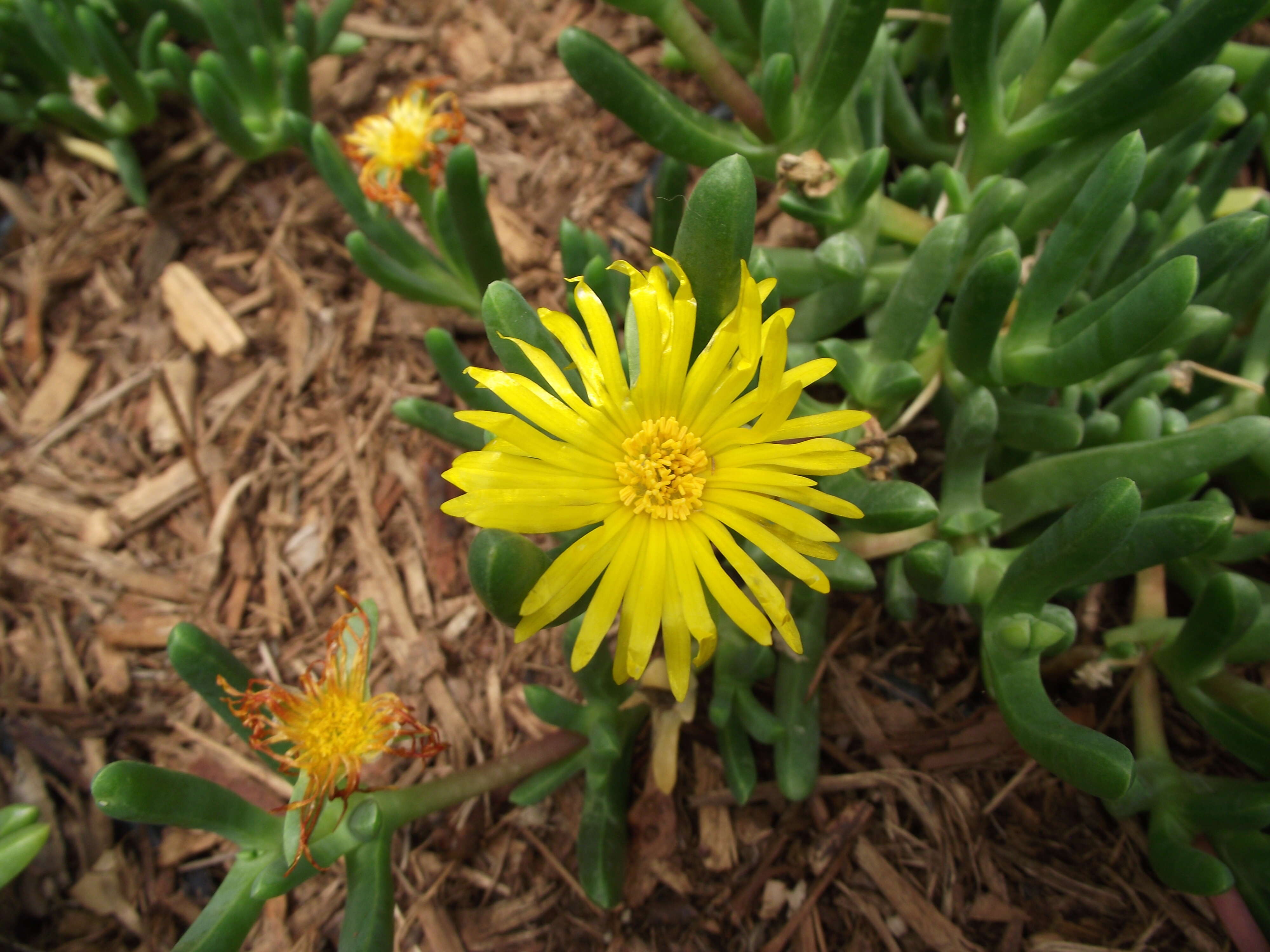 Image de Malephora lutea (Haw.) Schwant.