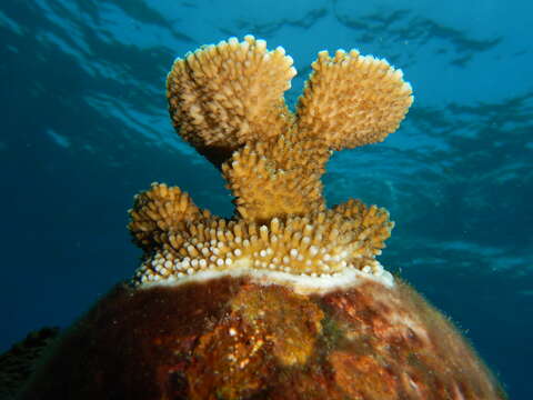 Image of Staghorn corals