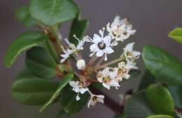 Image of barranca brush