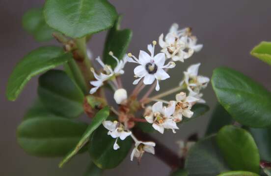 Image of barranca brush