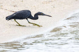 Image de Aigrette sacrée