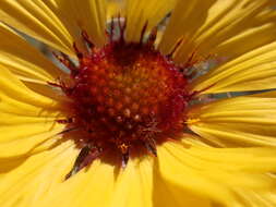 Image of Common perennial gaillardia