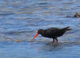 Image of African Black Oystercatcher