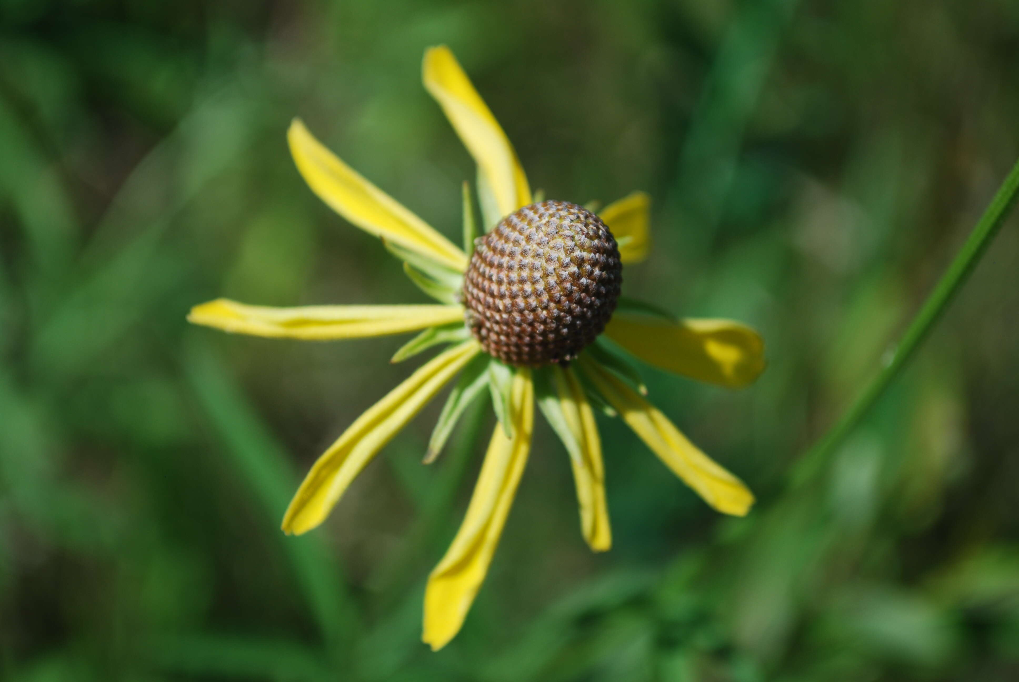 Plancia ëd Ratibida pinnata (Vent.) Barnh.