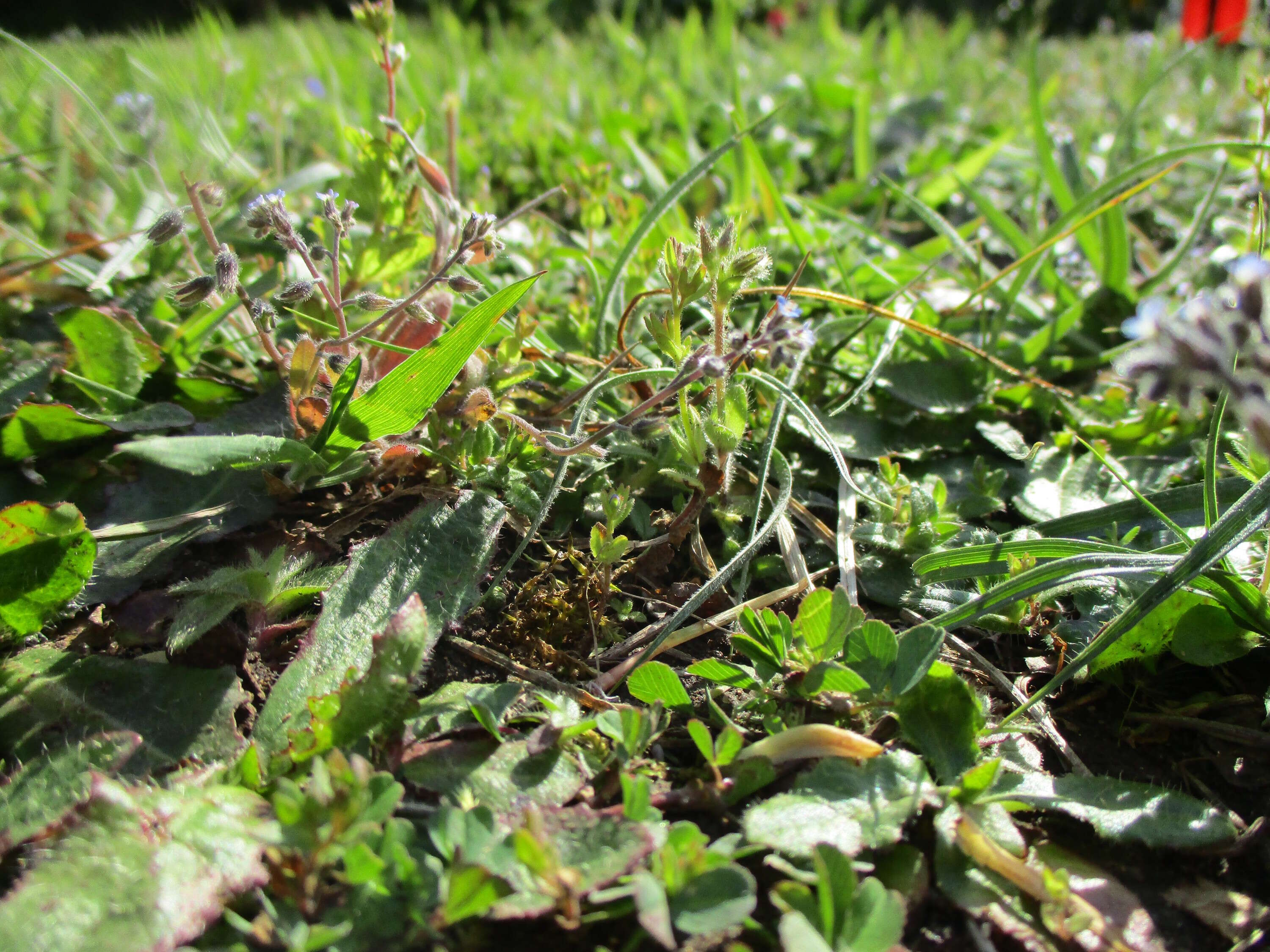 Image of field forget-me-not