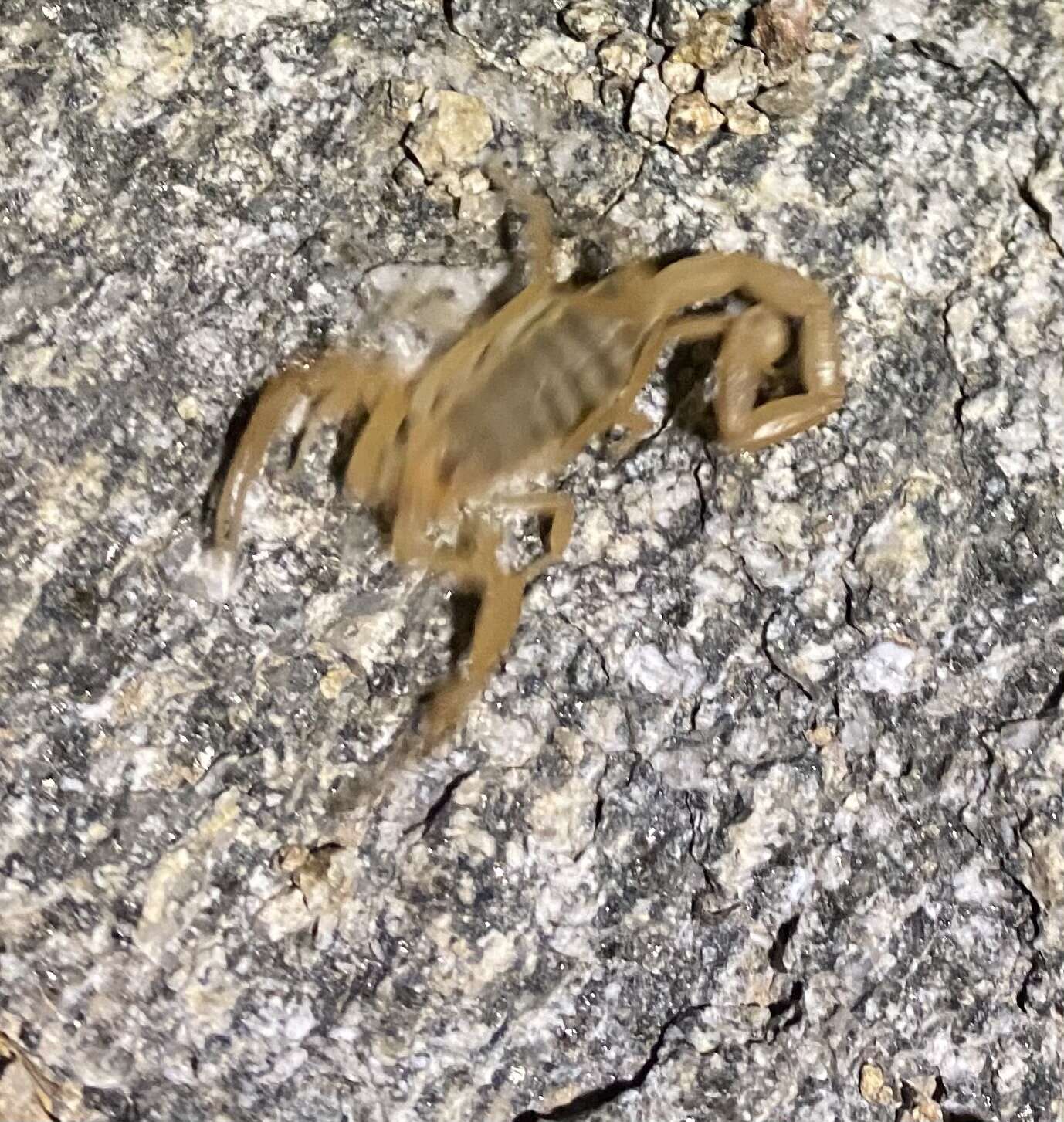 Image of Arizona Bark Scorpion