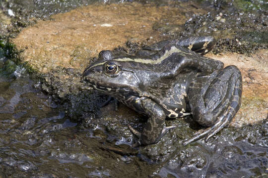 Image of Eurasian Marsh Frog