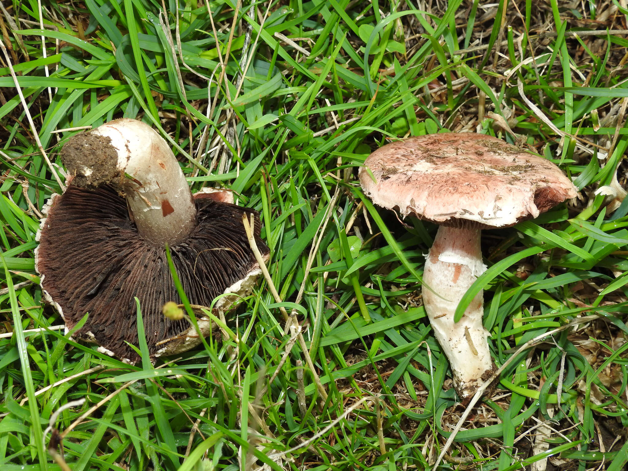 Image of Agaricus cupreobrunneus (Jul. Schäff. & Steer) Pilát 1951